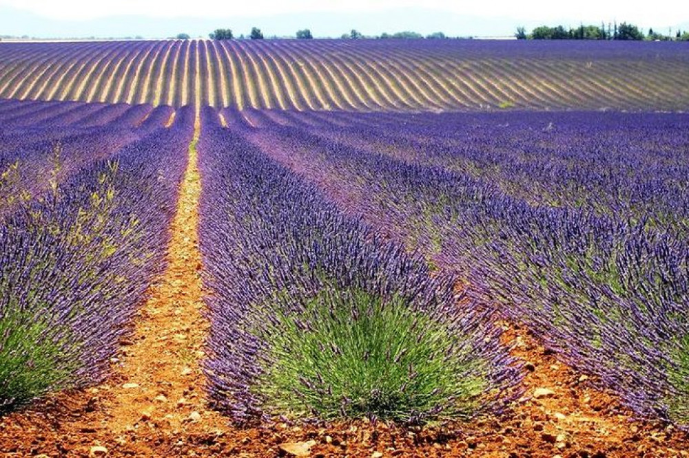 Marseille Shore Excursion: Lavender Tour