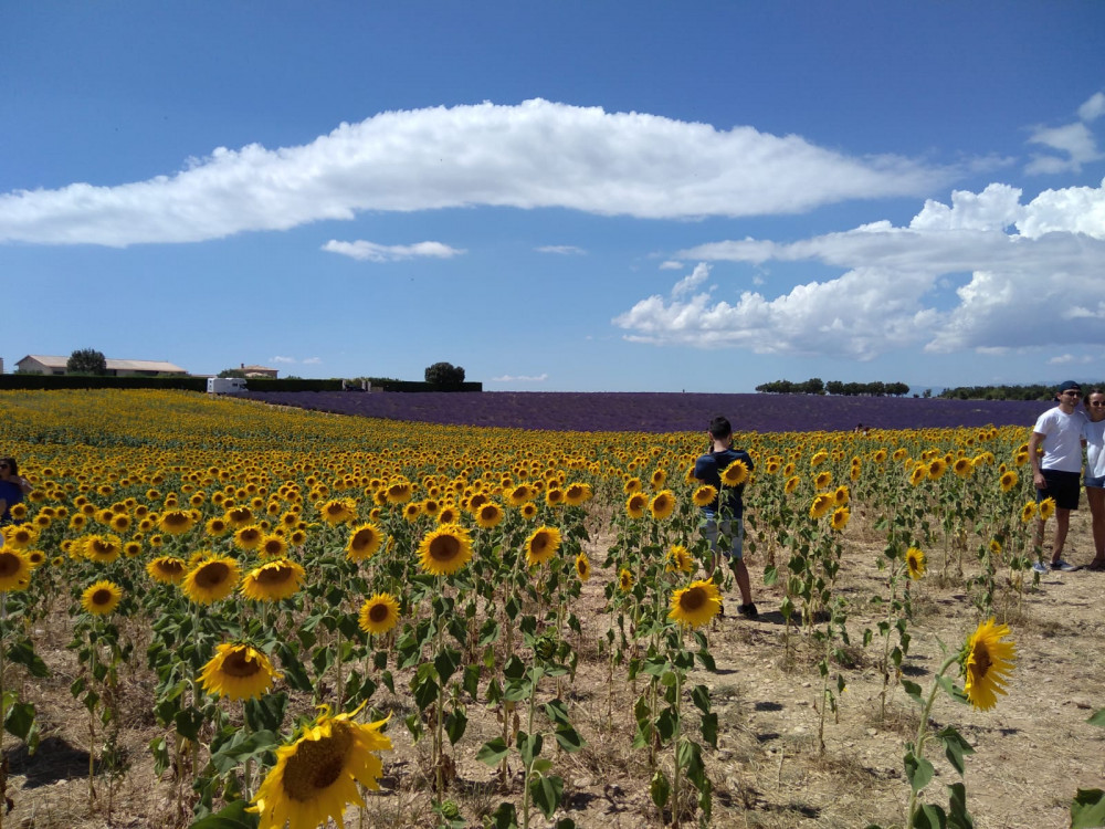 Lavender Full-day Tour Valensole From Aix En Provence