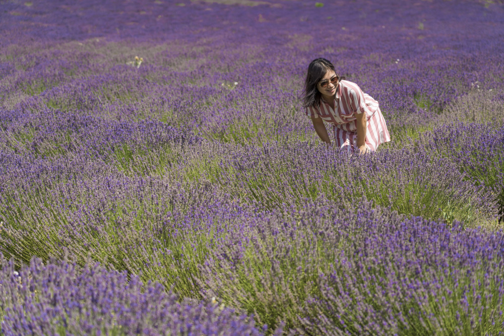 Lavender Afternoon Tour in Luberon