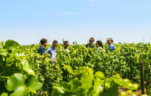 Bordovino Wine Tasting Day Tours2