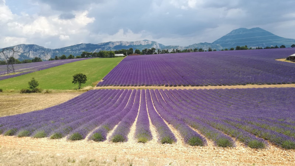 Lavender Morning Tour in Valensole