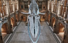 Natural History Museum of London Guided Tour - Private