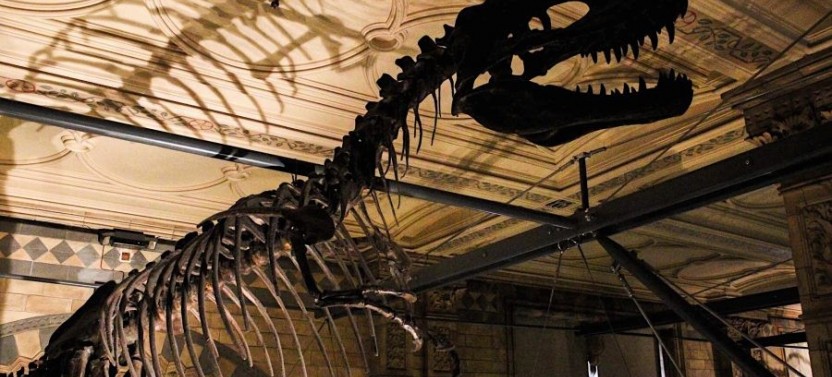 Natural History Museum of London Guided Tour - Private