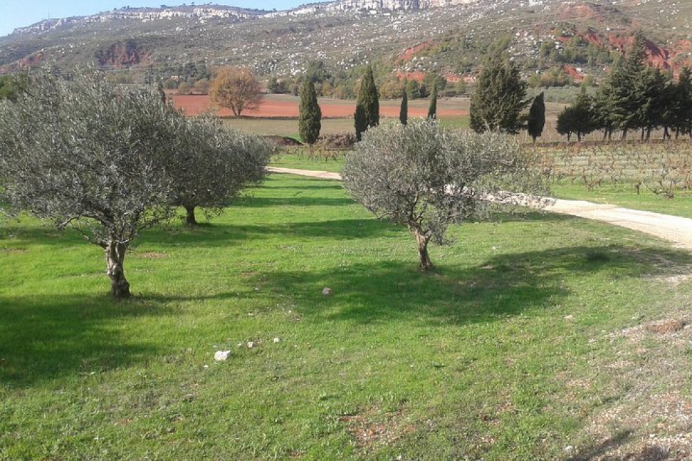 Morning Wine Tour In Cezanne Countryside