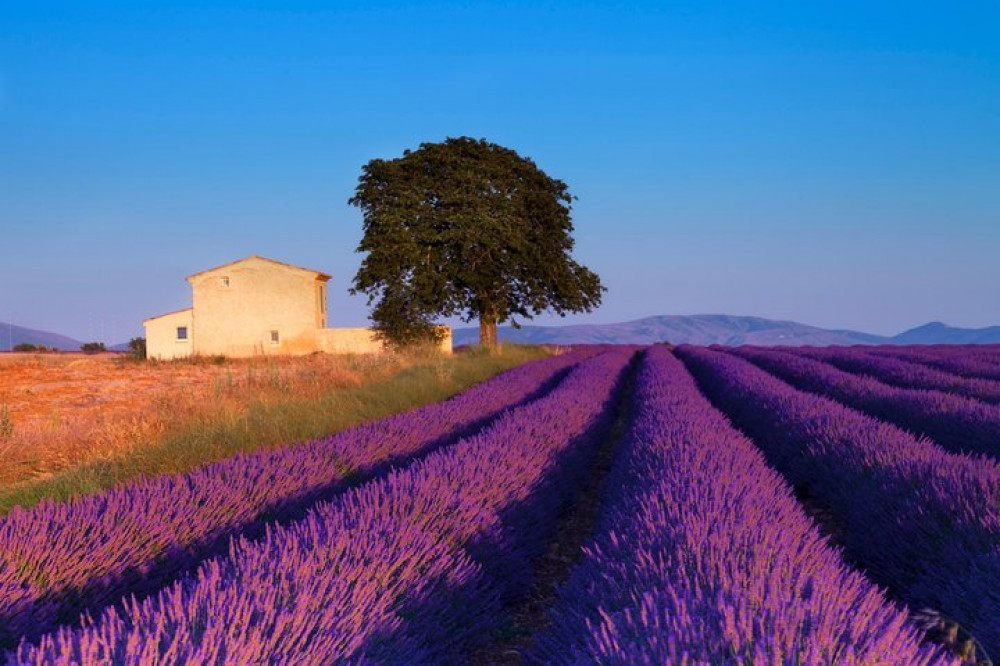 Lavender Full-day Tour in Sault From Aix-en-Provence