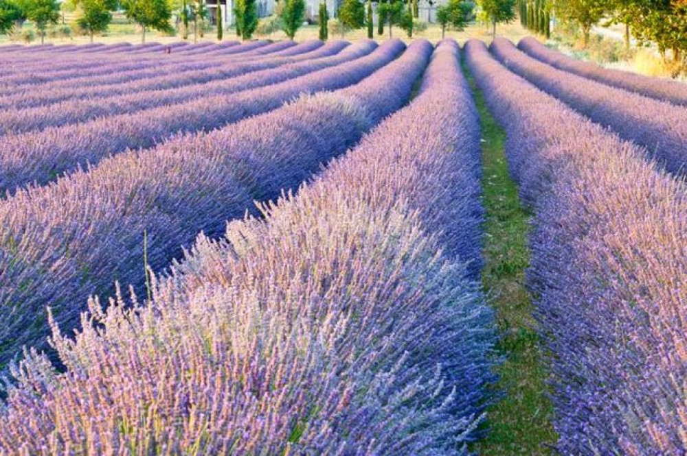 Lavender Full Day Tour