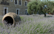 Bordovino Wine Tasting Day Tours3