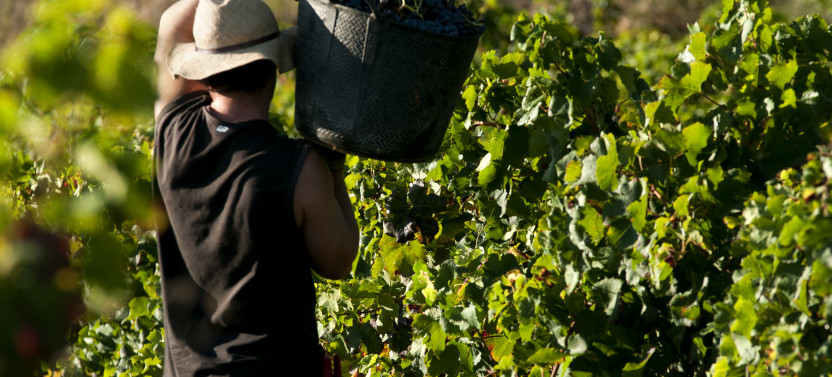 Half-Day Vineyard and Wine Tasting Tour from Barcelona