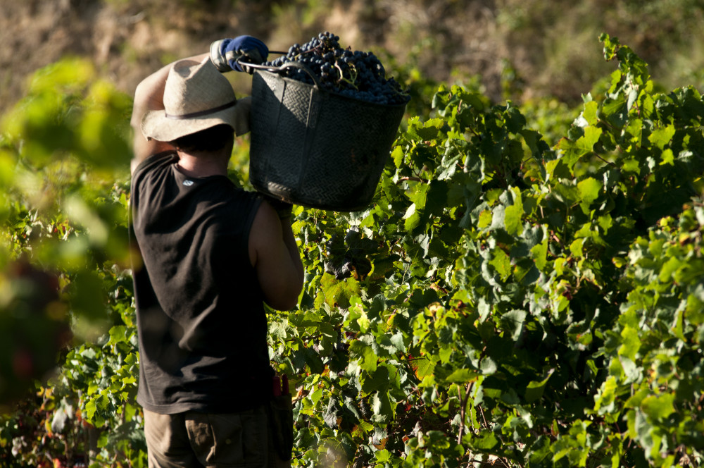 Half Day Vinyard Tour & Wine Tasting