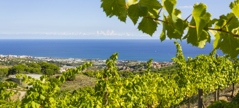 Half-Day Vineyard and Wine Tasting Tour from Barcelona, photo 3 of 4