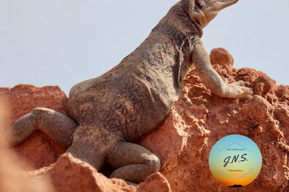 JNS Just Never Stop LLc.