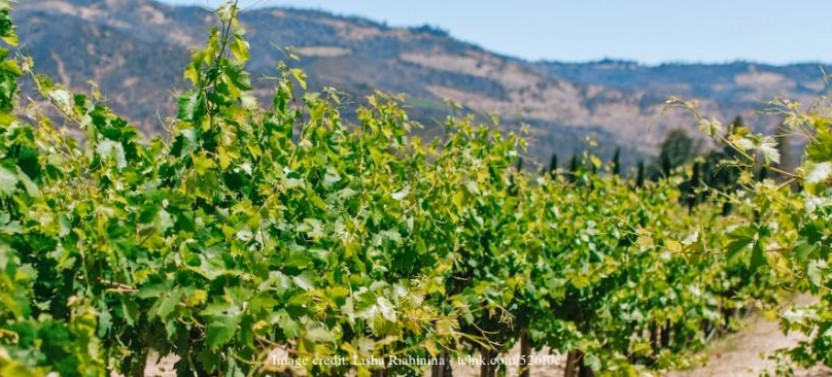 Wine Tasting in Napa Valley: Private Excursion From San Francisco