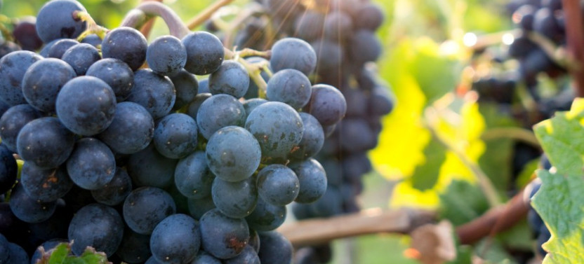 Wine Tasting in Sonoma County: Private Excursion From San Francisco
