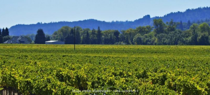 Wine Tasting in Sonoma County: Private Excursion From San Francisco