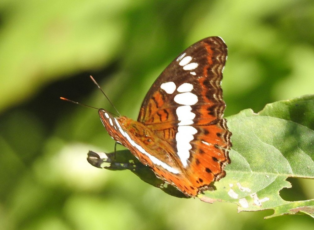 Kaziranga National Park