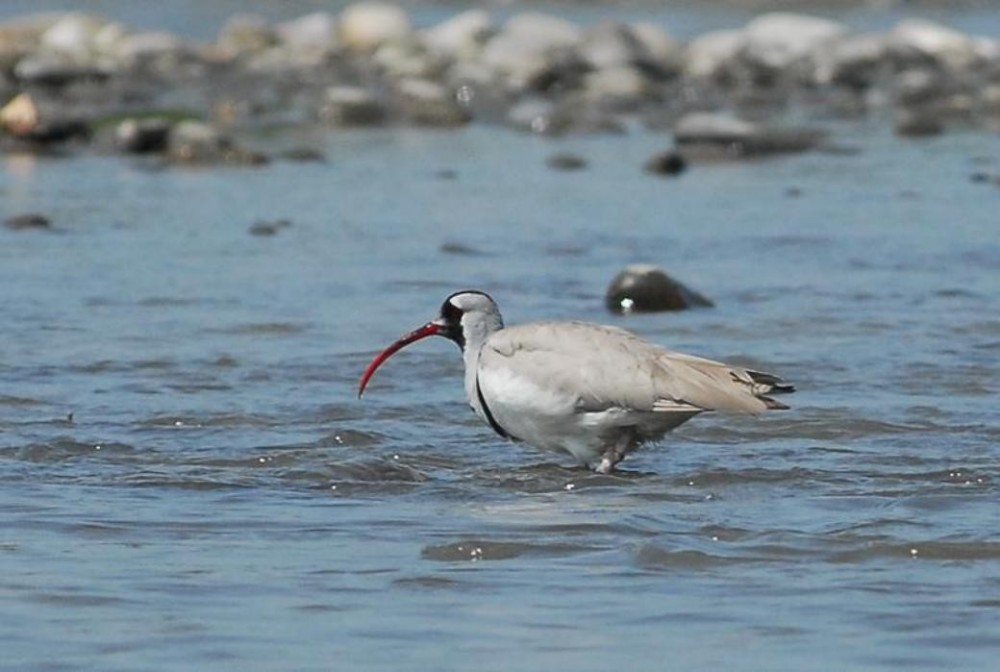 Nameri National Park