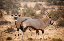 African Okapi Tours & Travel12