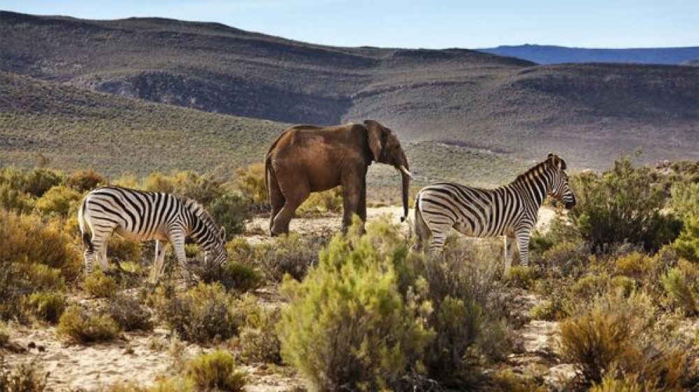 Cape Town: Aquila Reserve Safari With Lunch And Winery Visit