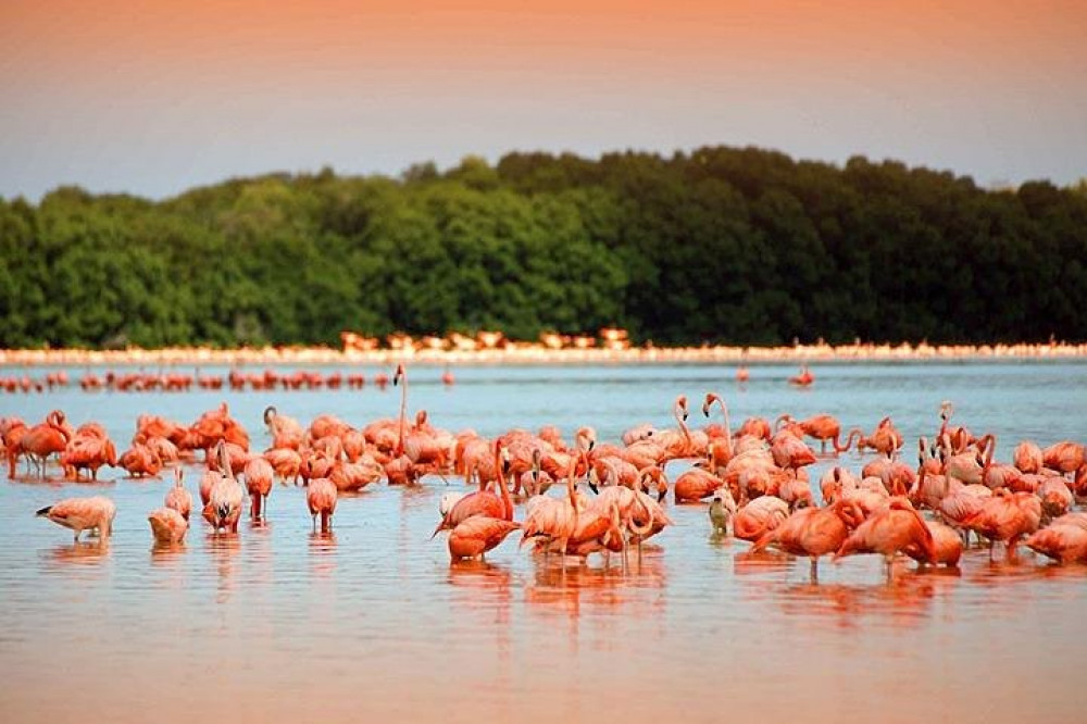 Las Coloradas and Río Lagartos Private Tour