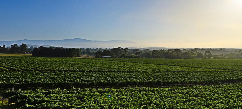 Yarra Valley Wine Experience - All Inclusive!