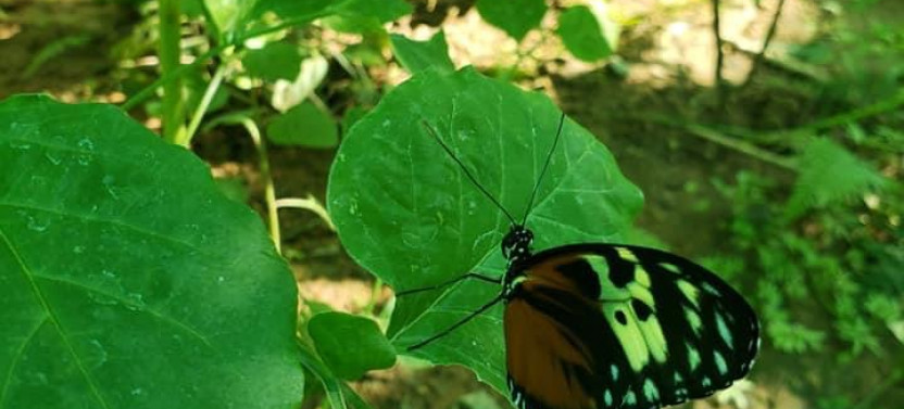 Let's Enjoy Roatan: Ultimate Island Adventure Tour