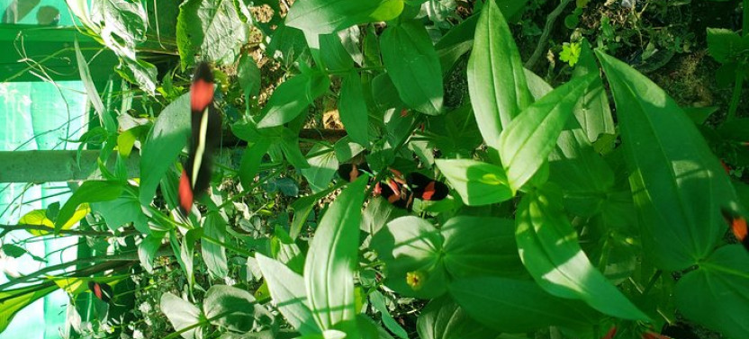 Explore Roatan History and Culture