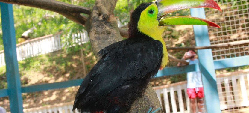Half Day Three Combo Tour: Ziplining, Sloths, and Horseback Riding