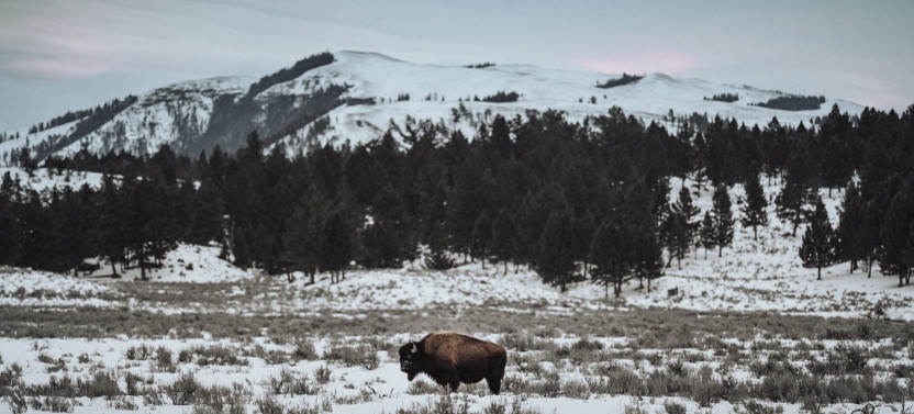 Private Yellowstone Winter Wildlife Tour & Snowshoe