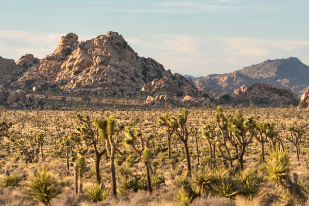 Private Full-Day Hiking & Scenic Desert Tour in Joshua Tree