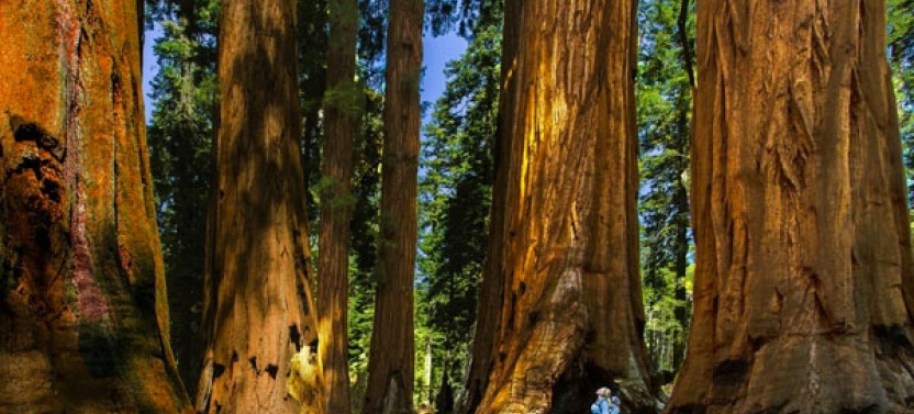 Private Full-Day Sequoia Hike to Hidden Mile-Deep Canyon