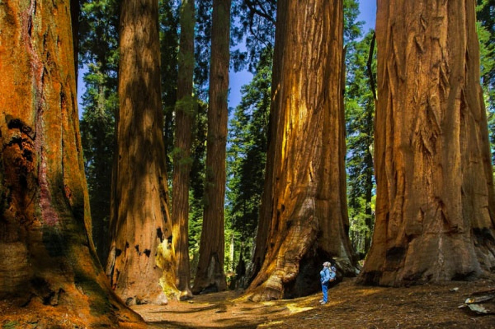 Private Full-Day Sequoia Hike to Hidden Mile-Deep Canyon