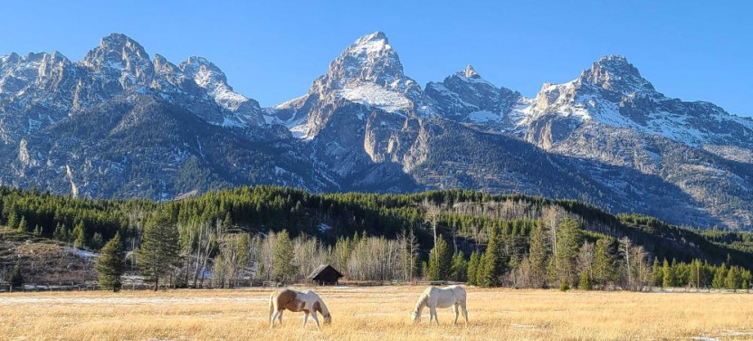 5 Day Yellowstone & Grand Tetons National Parks In Depth - Hotel Based