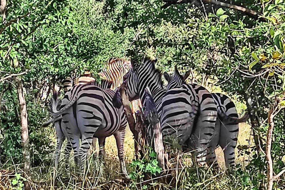 Private 4x4 Safari in National Park