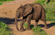 Savannah Adventures5