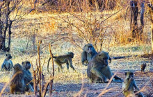 Savannah Adventures3