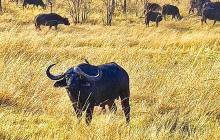 Savannah Adventures8