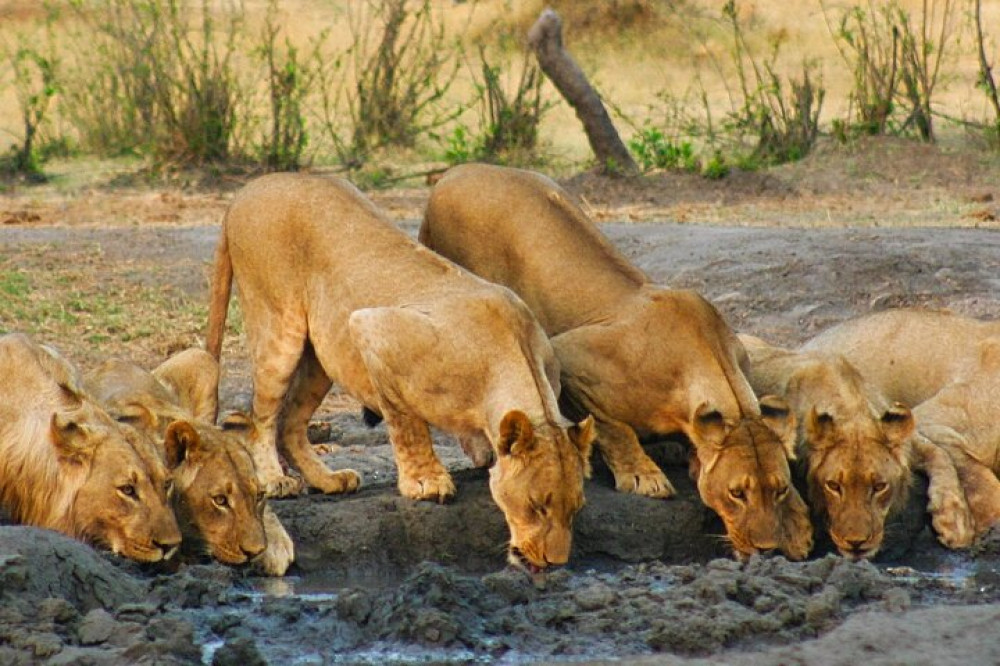 Safari Like It Used to Be – Raw, Real, and Roaring from Victoria Falls