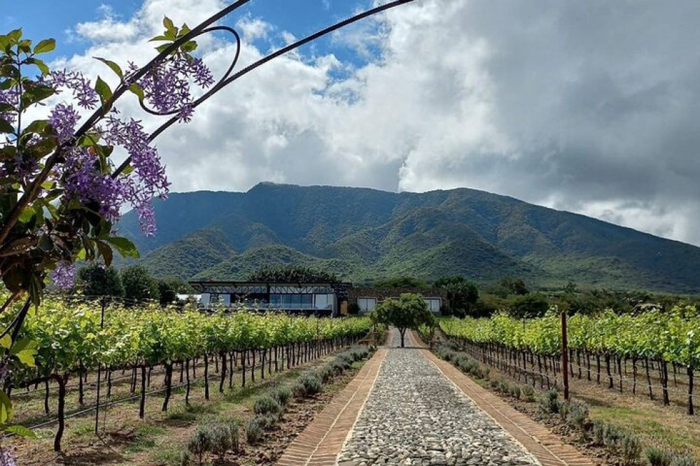 Private Adventure to Finca Estramancia Vineyard and the Chapala Riviera