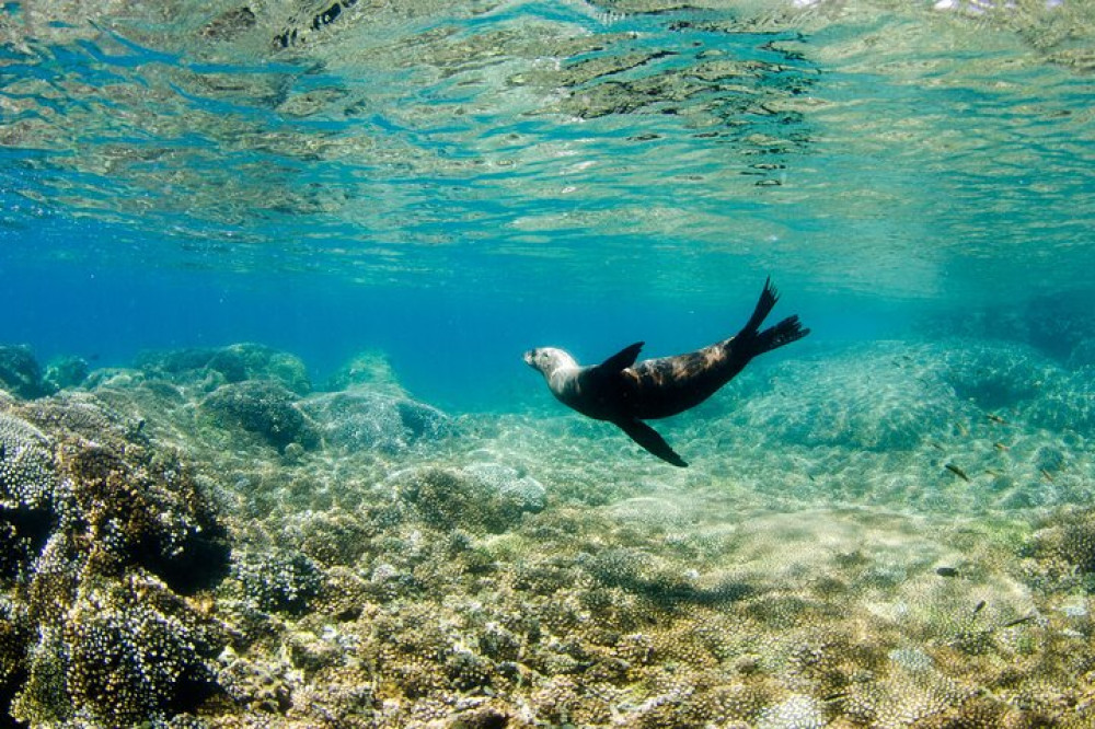 Guided Scuba Diving in Cabo Pulmo