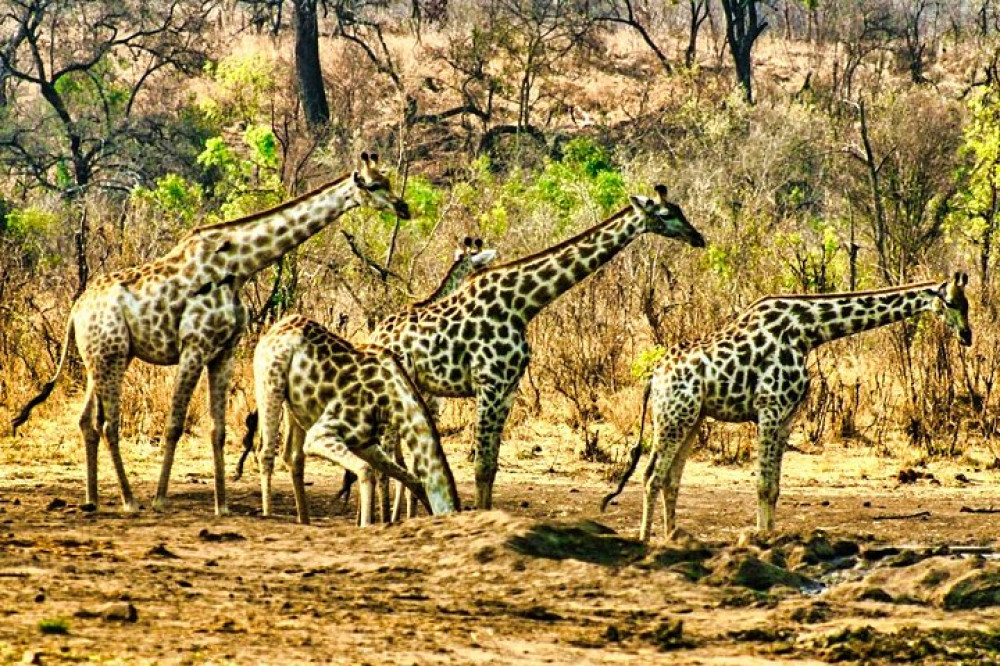 3-Hour Safari Game Drive in Zambezi National Park