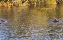 Savannah Adventures15