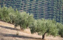 Small Group Olive Oil Tasting & Carmona