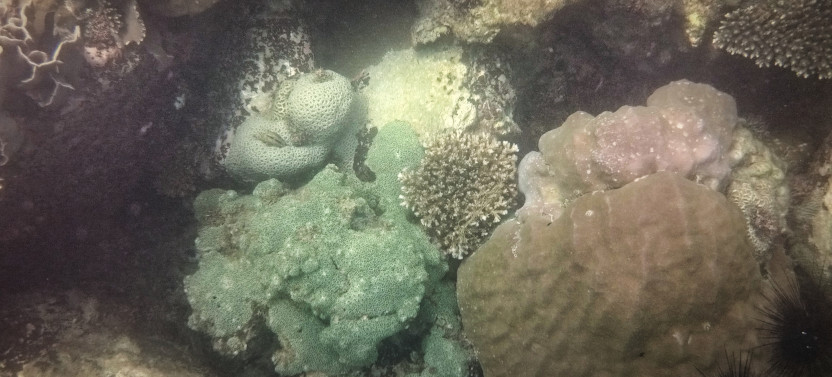 M'Pai Bay KRS: 3 Hour Snorkeling Trip