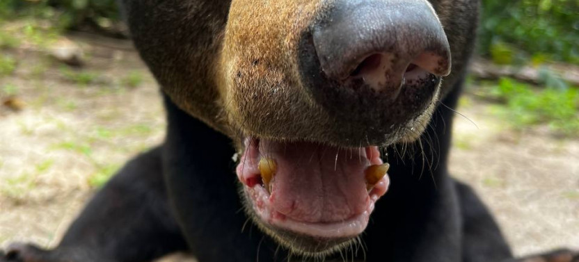 Where the Wild Things Roam: A 10-day Ethical Animal tour of Cambodia