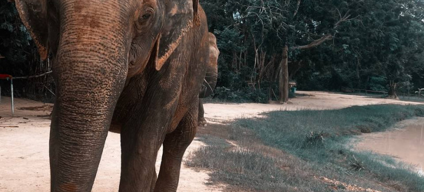 Where the Wild Things Roam: A 10-day Ethical Animal tour of Cambodia