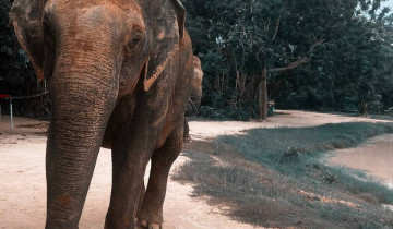 A picture of Where the Wild Things Roam: A 10-day Ethical Animal tour of Cambodia