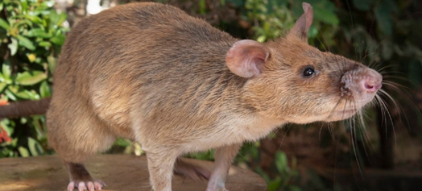 Where the Wild Things Roam: A 10-day Ethical Animal tour of Cambodia