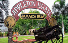 Corey's Jamaica tours and transfers8