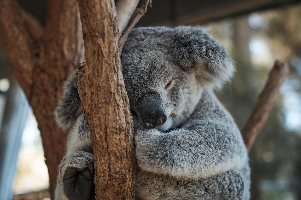 Taronga Zoo Sydney