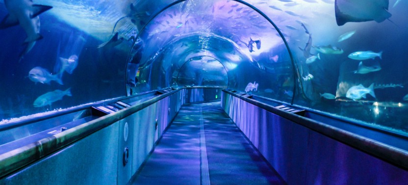 Go City | San Francisco Pass: Includes 25+ Top Attractions